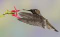 Alpine Hummingbirds-2716.jpg